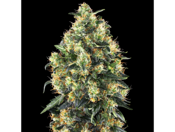 SENSI SEEDS BANK - SUPER SKUNK AUTO FEM