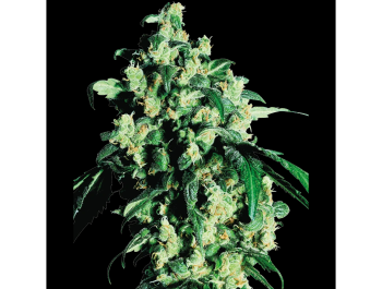 SENSI SEEDS BANK - SUPER SKUNK FEM