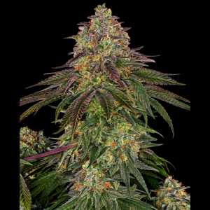 SENSI SEEDS BANK - SWEET CHERRY KUSH FEM
