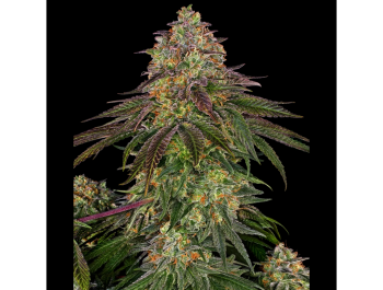SENSI SEEDS BANK - SWEET CHERRY KUSH FEM
