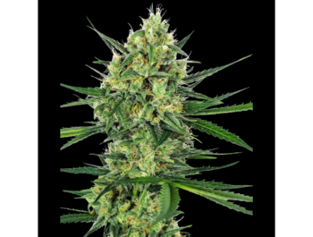 SENSI SEEDS BANK - TANGERINE SUGAR FEM