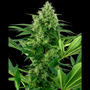 SENSI SEEDS RESEARCH - BANANA FROSTING FEM