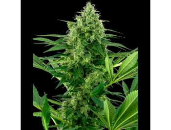 SENSI SEEDS RESEARCH - BANANA FROSTING FEM