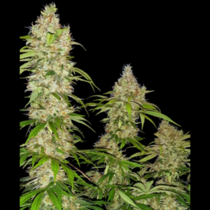 SENSI SEEDS RESEARCH - BANANA KUSH CAKE FEM
