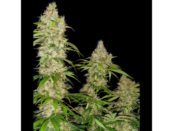 SENSI SEEDS RESEARCH - BANANA KUSH CAKE FEM