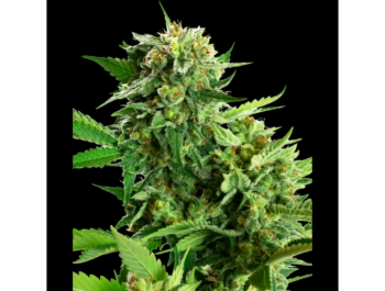 SENSI SEEDS RESEARCH - BLACKBERRY CAKE FEM