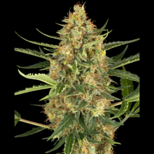 SENSI SEEDS RESEARCH - BLUEBERRY BUBBLEGUM AUTOMATIC