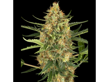 SENSI SEEDS RESEARCH - BLUEBERRY BUBBLEGUM AUTOMATIC