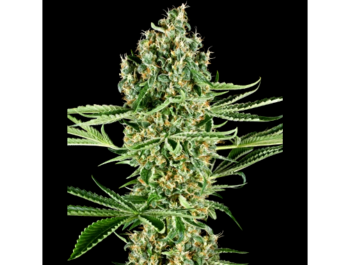 SENSI SEEDS RESEARCH - KRITISCHE RUNTZ FEM