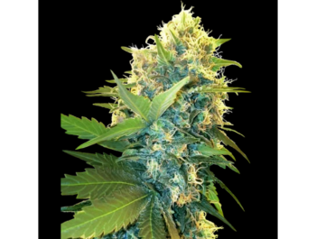 SENSI SEEDS RESEARCH - DOUBLE KUSH CAKE FEM