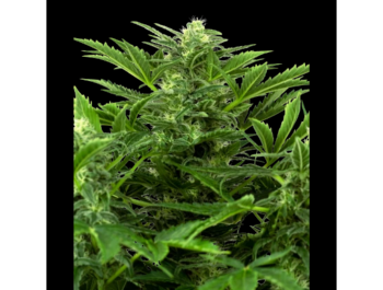 SENSI SEEDS RESEARCH - MANDARIN PUNCH AUTO FEM