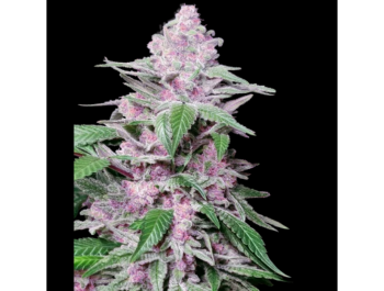 SENSI SEEDS RESEARCH - PURPLE COOKIES KUSH FEM