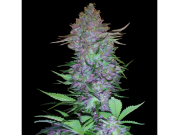SENSI SEEDS RESEARCH - PURPLE SKUNK AUTO FEM
