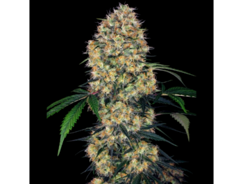 SENSI SEEDS RESEARCH - SENSI AMNESIA XXL AUTO FEM