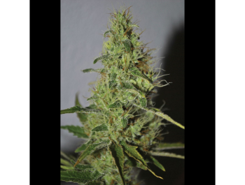 SEEDSALAD - AMNESIA FEM
