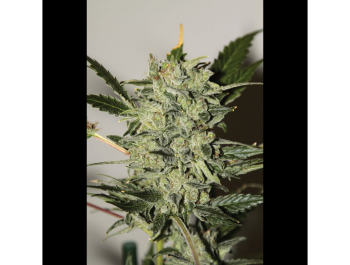 SEEDSALAD - AUTO AK XXL FEM