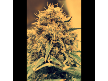 SEEDSALAD - AUTO AMNESIA LEMON FEM