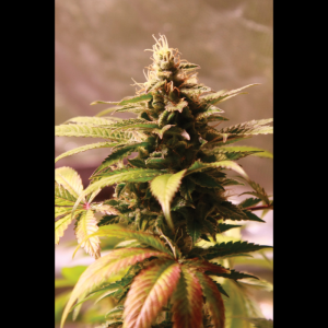 SEEDSALAD - AUTO BANANA GELATO (USA STRAIN)