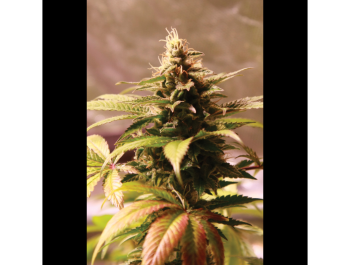 SEEDSALAD - AUTO BANANA GELATO (USA STRAIN)