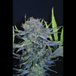 SEEDSALAD - AUTO CHEESE XXL FEM