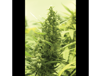 SEEDSALAD - AUTO CRITICAL FEM