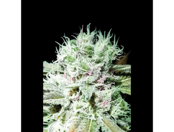 SEEDSALAD - AUTO GELATO SKUNK FEM (USA STRAIN)