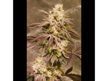 SEEDSALAD - AUTO GORILLA SKIT FEM (USA STRAIN)