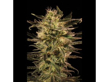 SEEDSALAD - AUTO GREEN PARADISE FEM