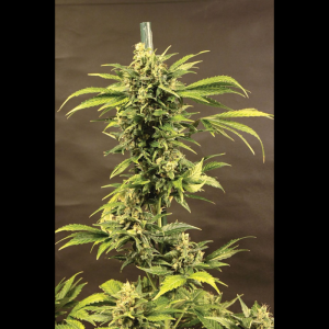 SEEDSALAD - AUTO HAZE FEM