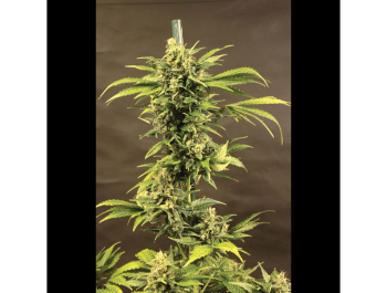 SEEDSALAD - AUTO HAZE FEM