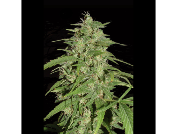 SEEDSALAD - AUTO JACK HERER FEM