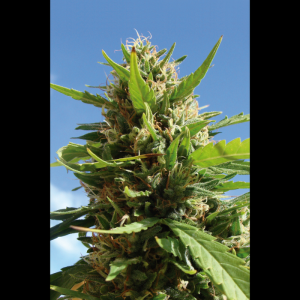 SEEDSALAD - AUTO LIMON HAZE FEM