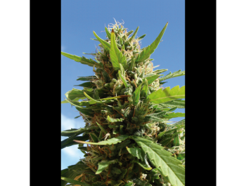 SEEDSALAD - AUTO LIMON HAZE FEM