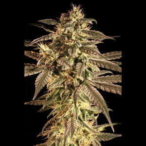 SEEDSALAD - AUTO MAXI CLOUD FEM