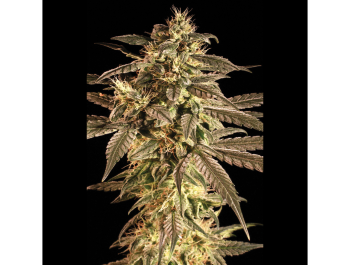 SEEDSALAD - AUTO MAXI CLOUD FEM