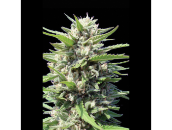 SEEDSALAD - AUTO NORTHERN LIGHT FEM