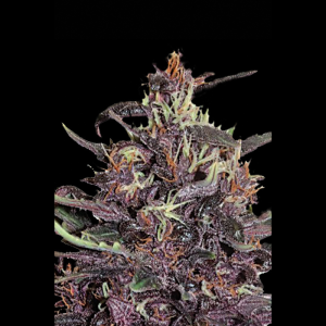 SEEDSALAD - AUTO PURPLE FEM