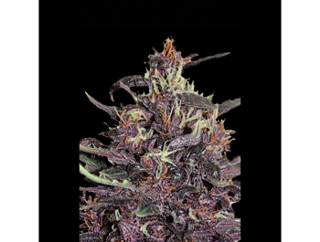 SEEDSALAD - AUTO PURPLE FEM