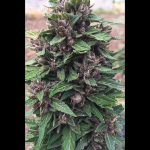 SEEDSALAD - AUTO PURPLE THERATONIC CBD FEM