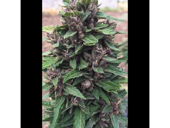 SEEDSALAD - AUTO PURPLE THERATONIC CBD FEM