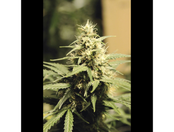 SEEDSALAD - AUTO SUPER SKUNK FEM