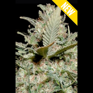 SEEDSALAD - AUTO VOYAGE XXL FEM