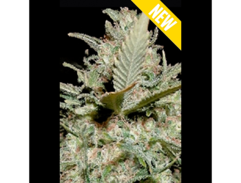 SEEDSALAD - AUTO VOYAGE XXL FEM