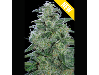 SEEDSALAD - AUTO WHITE WIDOW XXL FEM