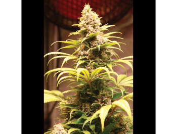 SEEDSALAD - BANANA GELATO XXL FEM (USA STRAIN)