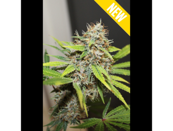 SEEDSALAD - CARAMEL BUD FEM