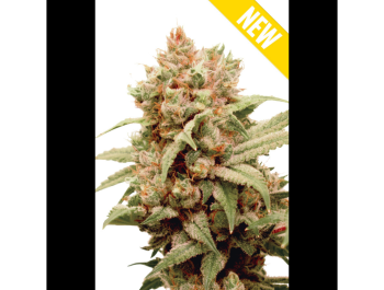 SEEDSALAD - CBGRASS CBG FEM