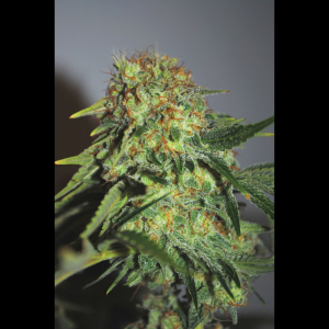 SEEDSALAD - CHEESE FEM