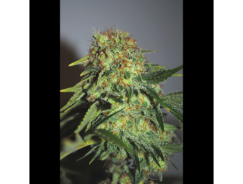 SEEDSALAD - CHEESE FEM