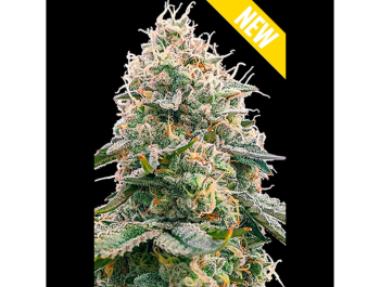 SEEDSALAD - CRITICAL 2.0 XXL FEM